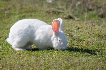 White rabbit eats grass in nature.

