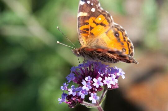 Vanessa cardui commonly called painted lady (cosmopolitan) - part profile