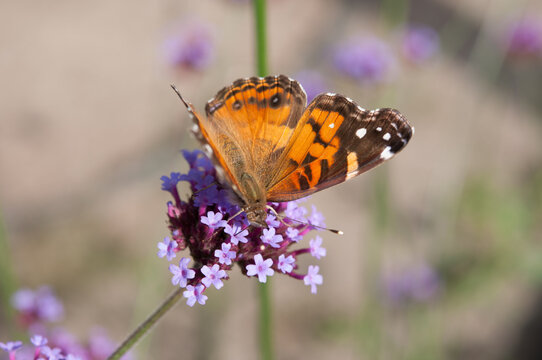 Vanessa cardui commonly called painted lady (cosmopolitan) on violet verbena flowers