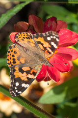 butterfly on flower