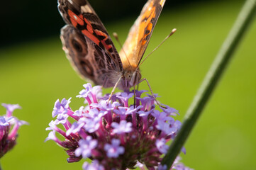 butterfly on flower