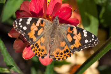 Vanessa cardui or painted lady on a zinnia flower 
