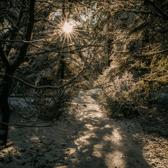 Winter sun in the forest