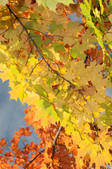 autumn leaves background