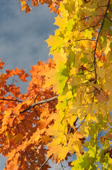 autumn leaves on a tree