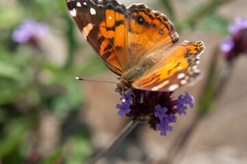 Vanessa cardui commonly called painted lady (cosmopolitan)