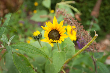 sunflower in the garden