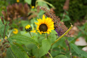 sunflower in the garden