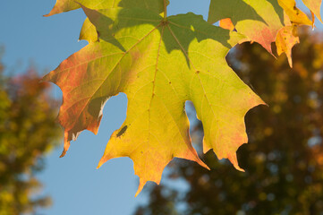 maple leaf up close (with shadow of a bug) - autumn, sunlight