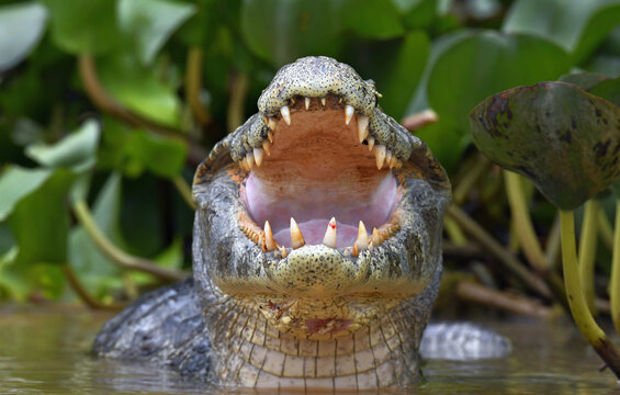 Caiman with open mouth in the water. The yacare caiman (Caiman yacare), also known commonly as the jacare caiman. Front view. Natrural habitat. Brazil.