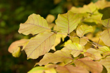leaves in autumn