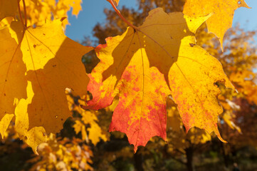 autumn maple leaves