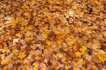 autumn leaves on the ground
