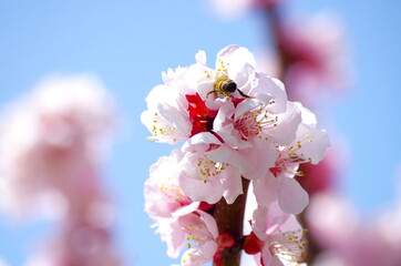 Fototapeta na wymiar 杏と蜜蜂