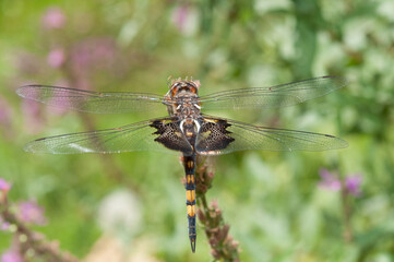 dragonfly on a branch