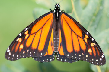 monarch butterfly on a green background