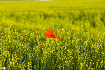 A poppy in the middle of a flax field in Europe, France, Occitanie, the Pyrenees Orientales, in summer, on a sunny day.