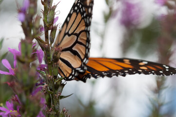 abstract background with butterfly
