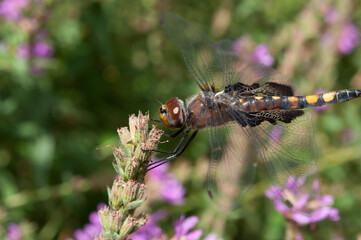 dragonfly resting on a stem
