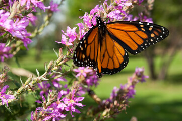 monarch butterfly on purple flower in the park
