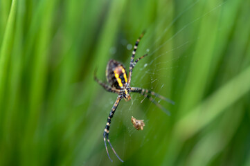 spider on a web