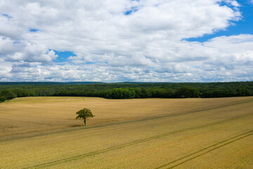Obraz premium A tree in the middle of the wheat fields in the French countryside in Europe, France, Burgundy, Nievre, in summer on a sunny day.