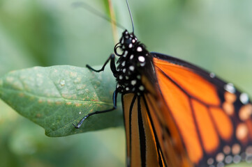 butterfly on leaf