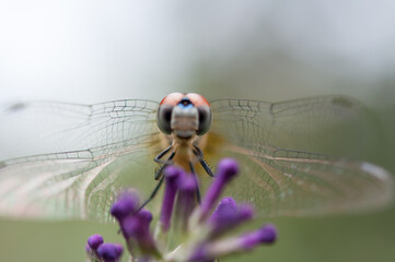 close up of a dragonfly