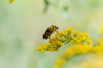 bee on Solidago (commonly called goldenrod)