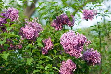 lilac blossoms on a fair day