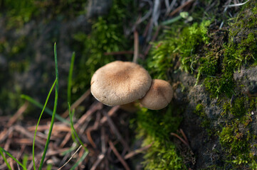 mushroom in the forest
