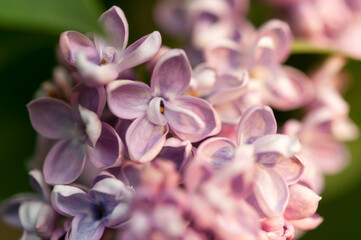 close up of lilac