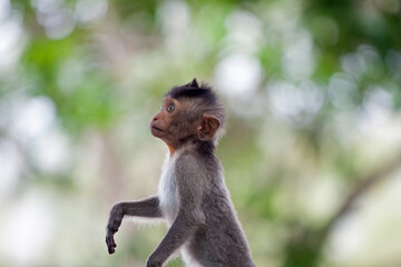 可愛いサル