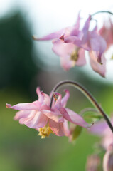 close up of pink Aquilegia flowers