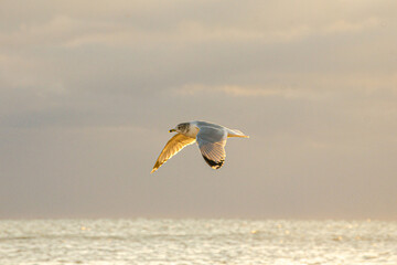 Seagull Morning Raise