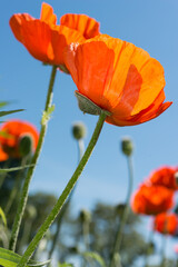 Fototapeta premium balanced composition with poppies and poppy buds on a blue sky