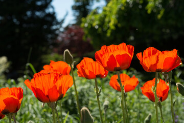 flowers in the garden with garden scene in the background