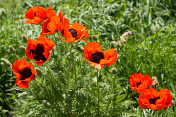 orange flowers growing in a triangular formation