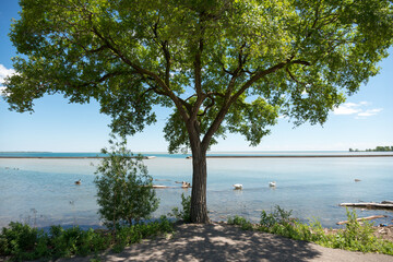 tree on the lake