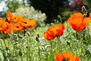 Fototapeta premium garden scene with orange flowers (backlit by the sun) 