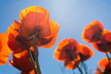 Obraz premium hazy day, flowers, blue sky