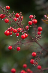 雨上がりで水滴のついたフサスグリ