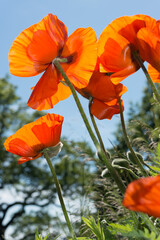 Obraz premium large orange flowers with petals, stems, and tree silhouettes in the background