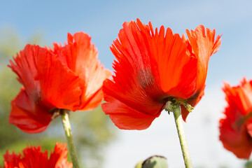 delicate floral background with sunlight