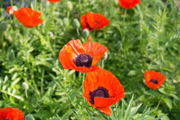 orange flowers on a green background