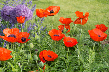 field of poppies