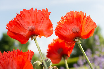 flower wallpaper