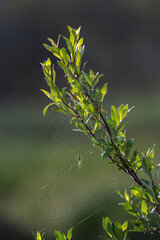 Portrait view of close up spiders web seen in summer time with blurred background and green, healthy tree. 