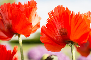 two flowers close up