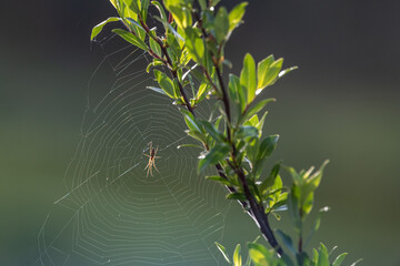 Portrait view of close up spiders web seen in summer time with blurred background and green,...